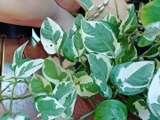 Caringformyplants