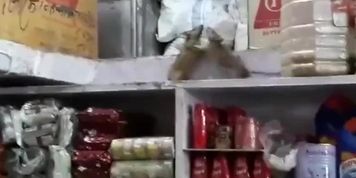 Two Hot Anime Waifu Ratgirls Gettin Dirty In A Storage Closet